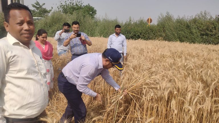 डीएम ने गेहूं की फसल काटकर परखी उपज मात्रा व गुणवत्ता