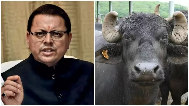 भैंस चोरी का मुकदमा दर्ज करने के लिए मुख्यमंत्री धामी को करना पड़ा हस्तक्षेप