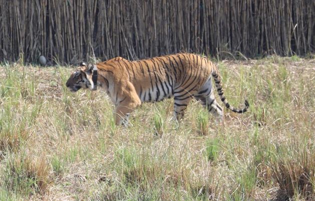 अब राजाजी पार्क की रानी बनकर रहेगी कार्बेट की मादा बाघ