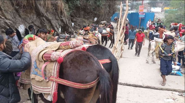 यात्रा मार्ग पर सेवा देंगे 43 सौ से अधिक घोड़ा- खच्चर संचालक