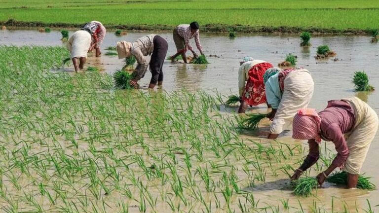 किसानों के लिए खुशखबरी- MSP में 50% तक की बढ़ोतरी को मिली मंजूरी