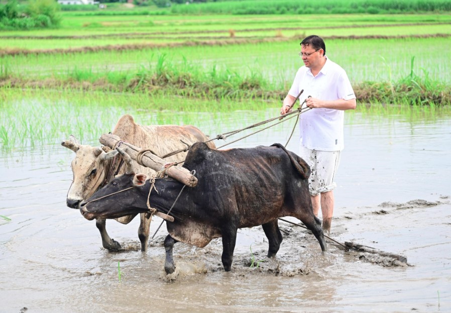 सीएम धामी ने खटीमा में की धान रोपाई, किसानों के श्रम को किया नमन