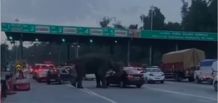 लच्छीवाला टोल प्लाज़ा पर फिर हाथी का आतंक, टोल बैरियर तोड़ा, गाड़ी पलटने की कोशिश