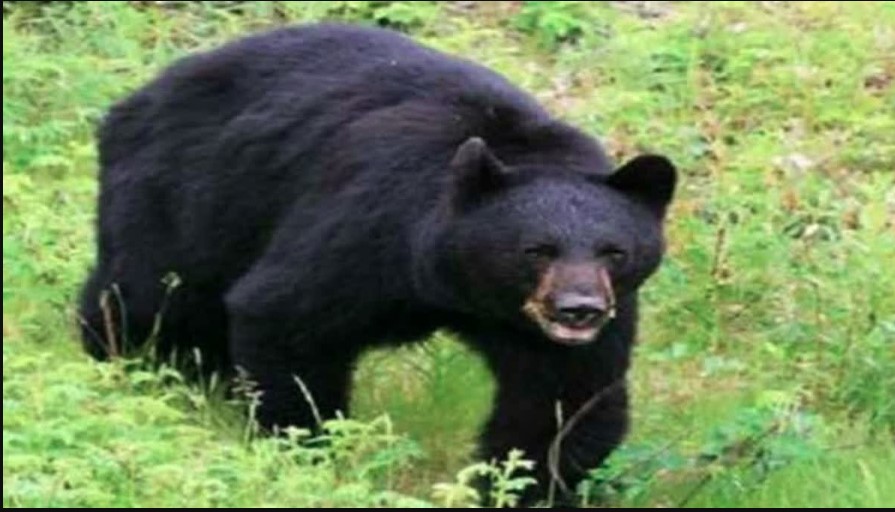 खेतों में घास लेने गई महिला पर किया भालू ने हमला, अस्पताल पहुंचने से पहले तोड़ा दम